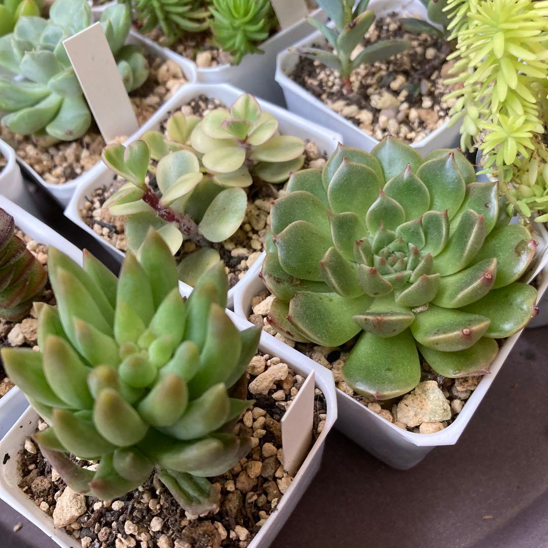 ■ 多肉植物 ミモザ・大和錦・モルガンビューティ等 抜き苗 ■ 14種類
