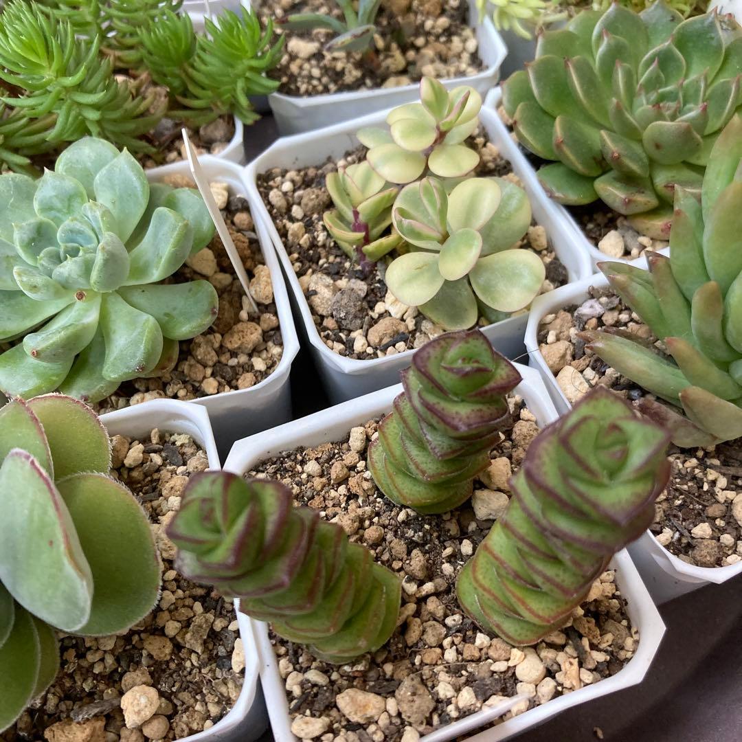 ■ 多肉植物 ミモザ・大和錦・モルガンビューティ等 抜き苗 ■ 14種類