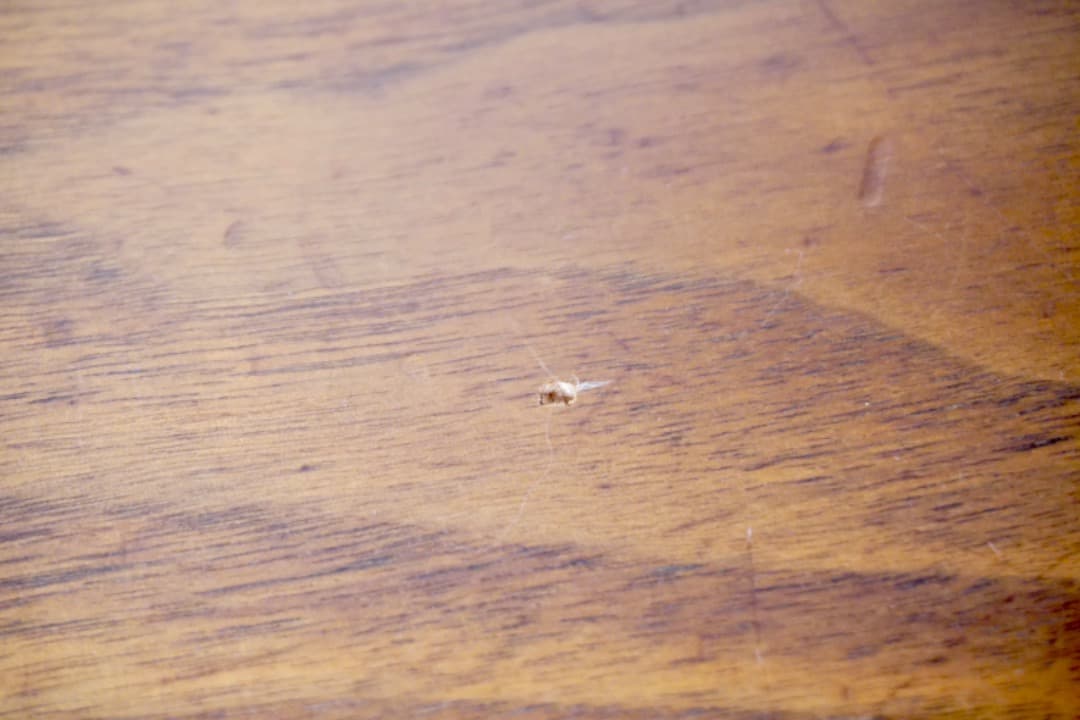 ACTUS REN ダイニングテーブル ウォールナット 北欧テイスト