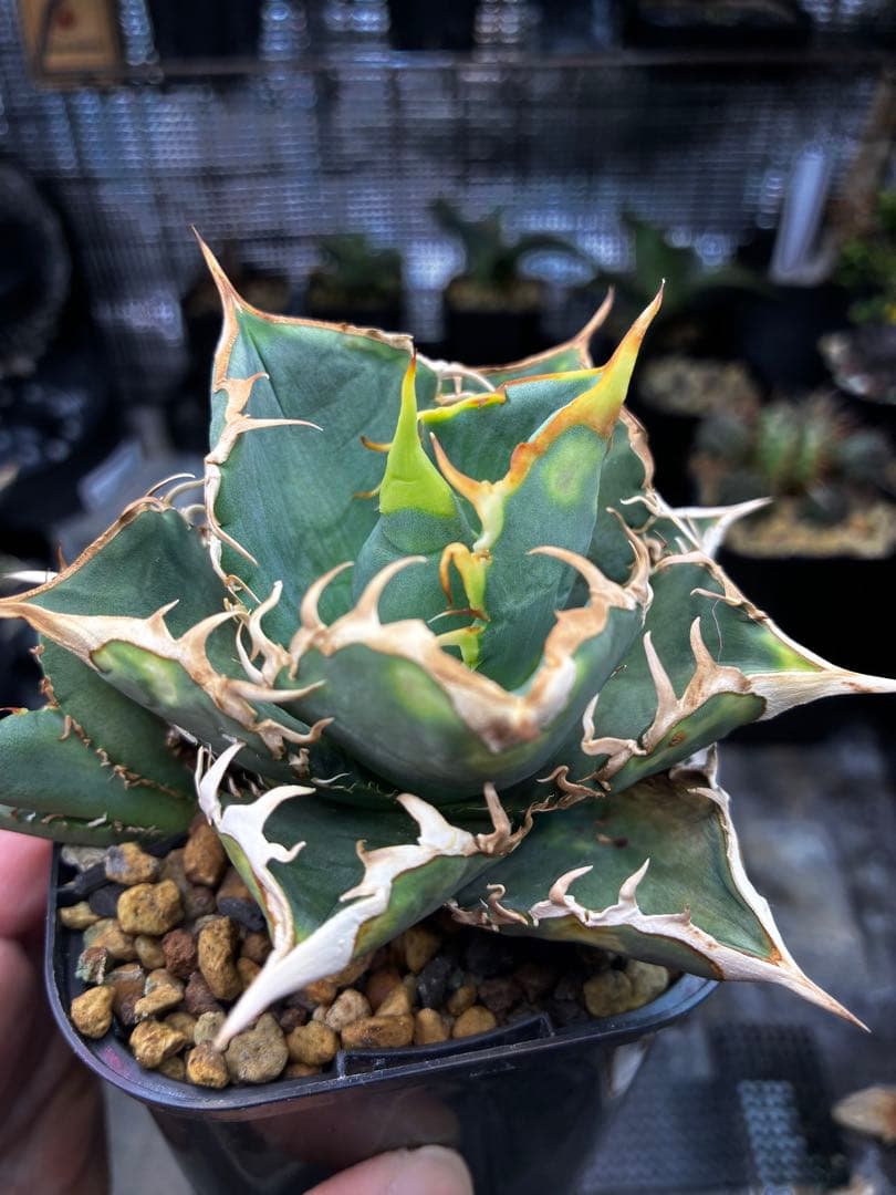 アガベ AGAVE TITANOTA Netherland No Name