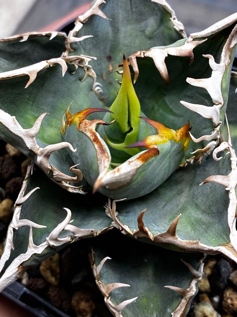 アガベ AGAVE TITANOTA Netherland No Name