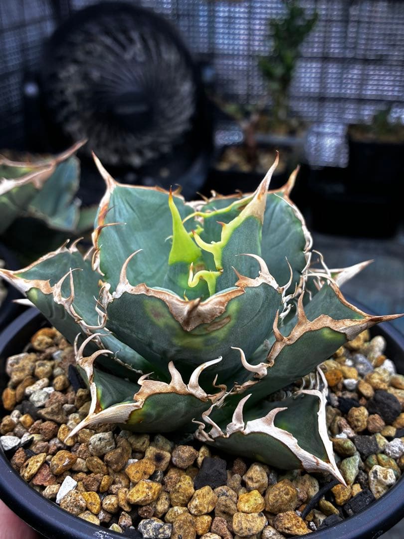 アガベ AGAVE TITANOTA Netherland No Name
