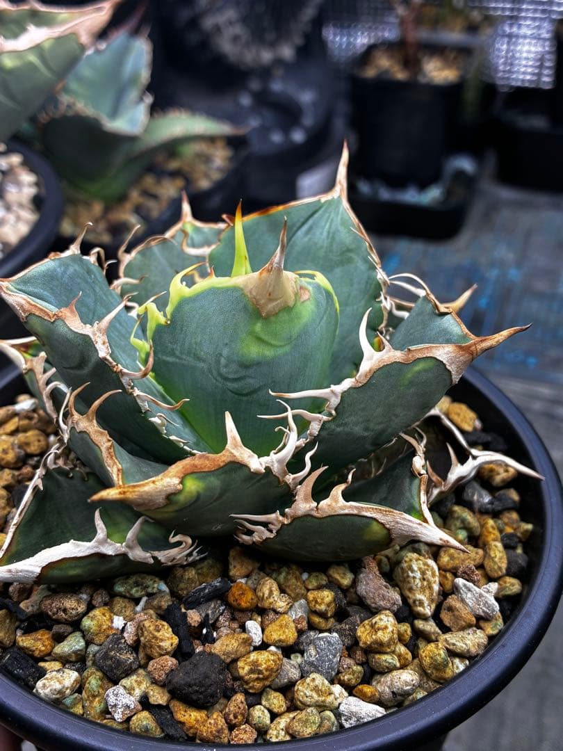 アガベ AGAVE TITANOTA Netherland No Name