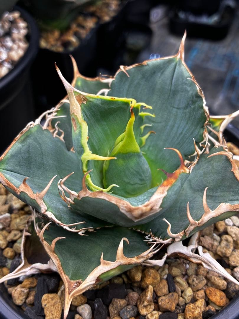 アガベ AGAVE TITANOTA Netherland No Name