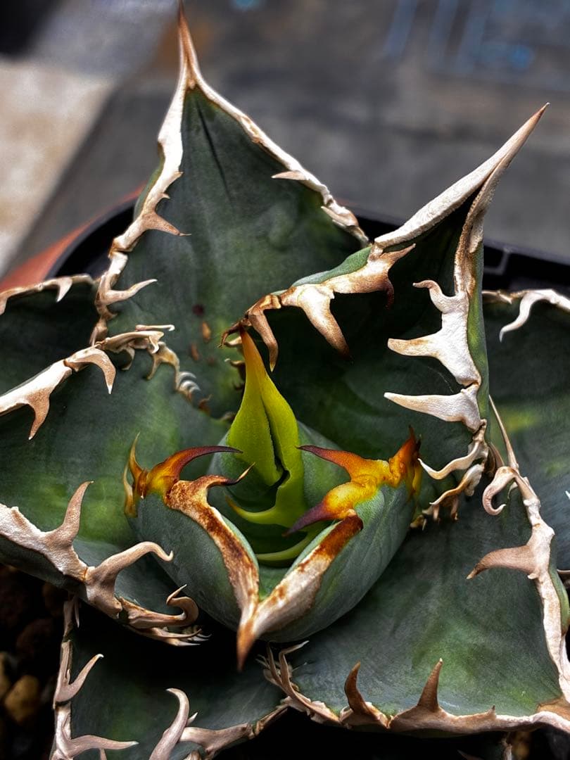 アガベ AGAVE TITANOTA Netherland No Name