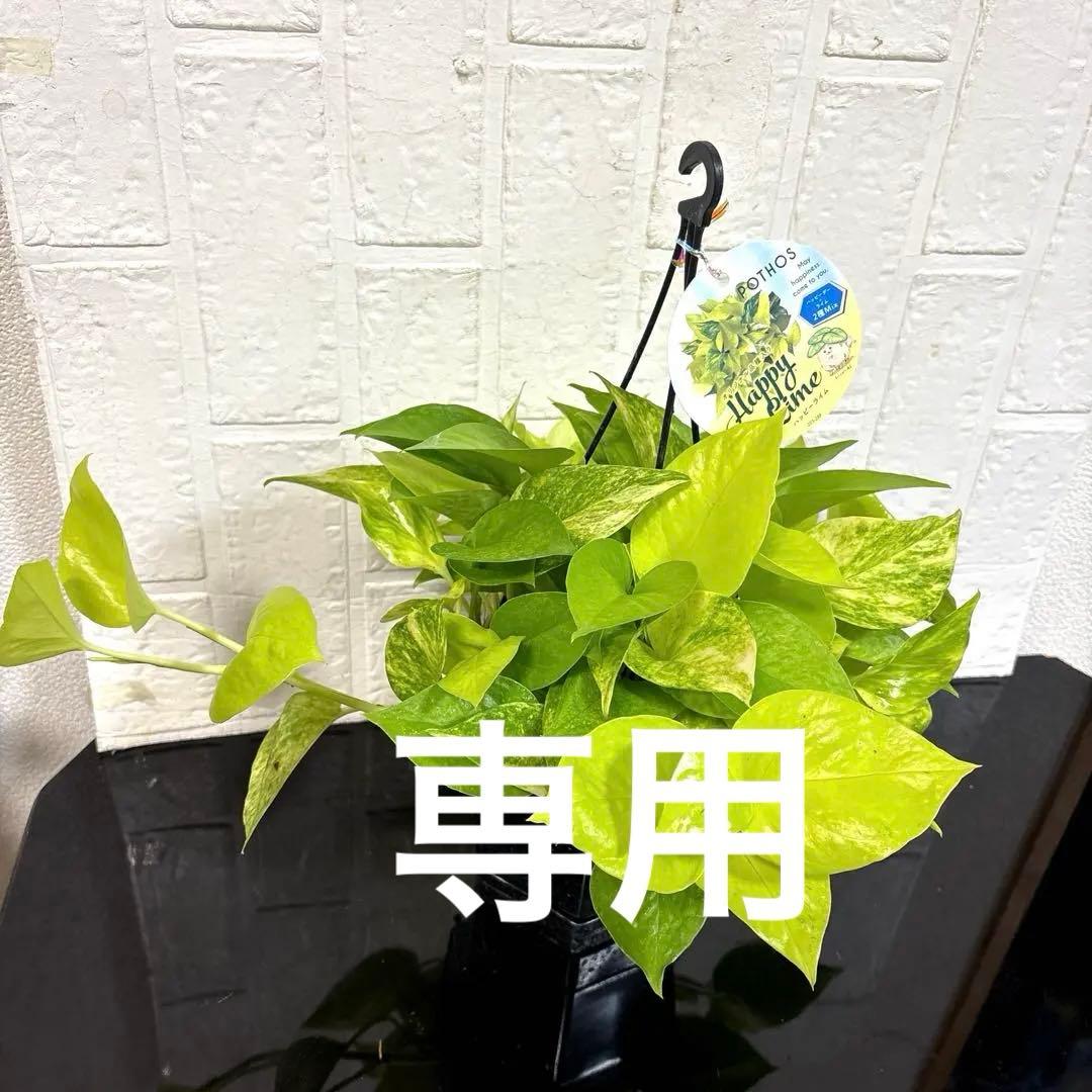 モリモリ♡ポトスハッピーライム♡5号吊り♡お鉢ごとメルカリ便
