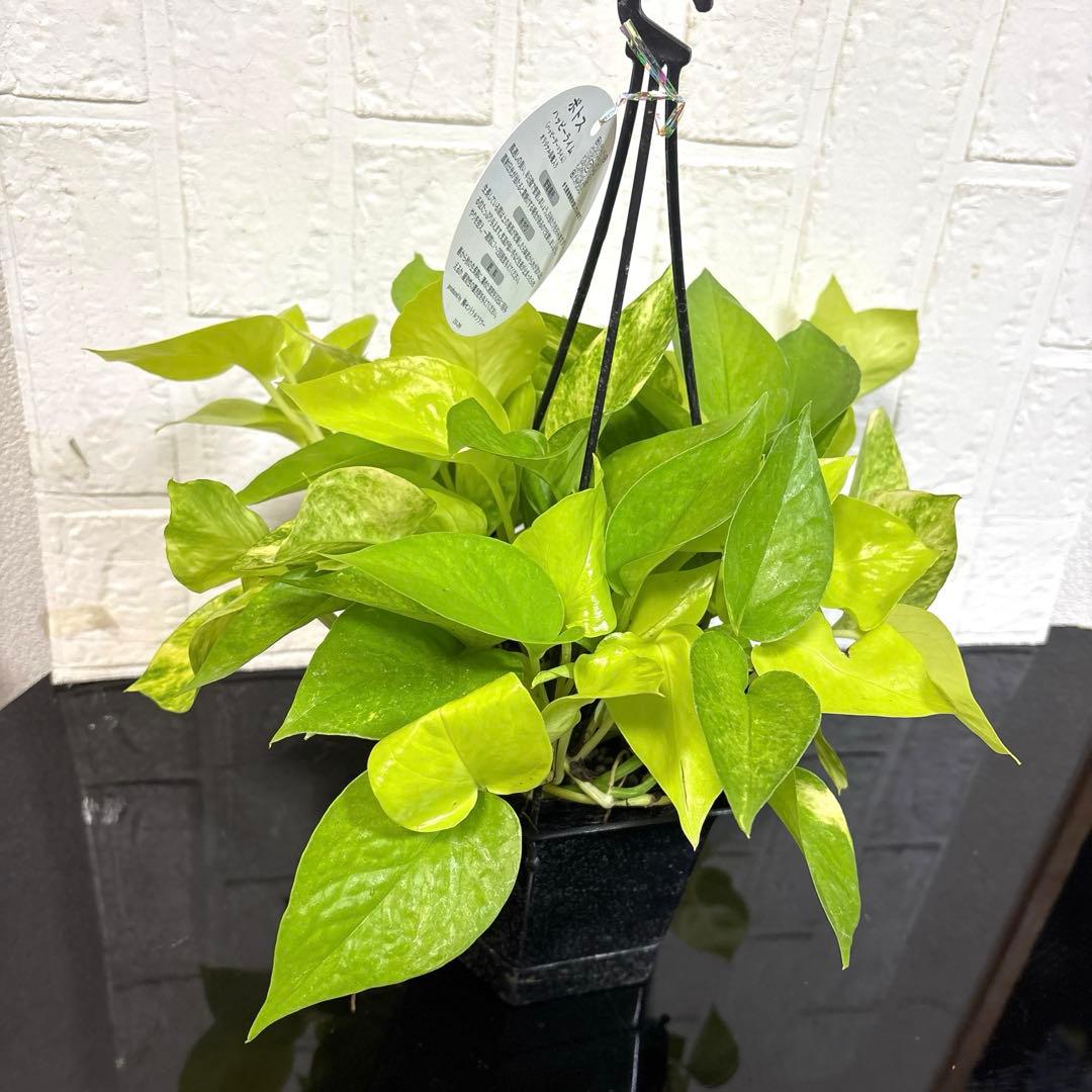 モリモリ♡ポトスハッピーライム♡5号吊り♡お鉢ごとメルカリ便