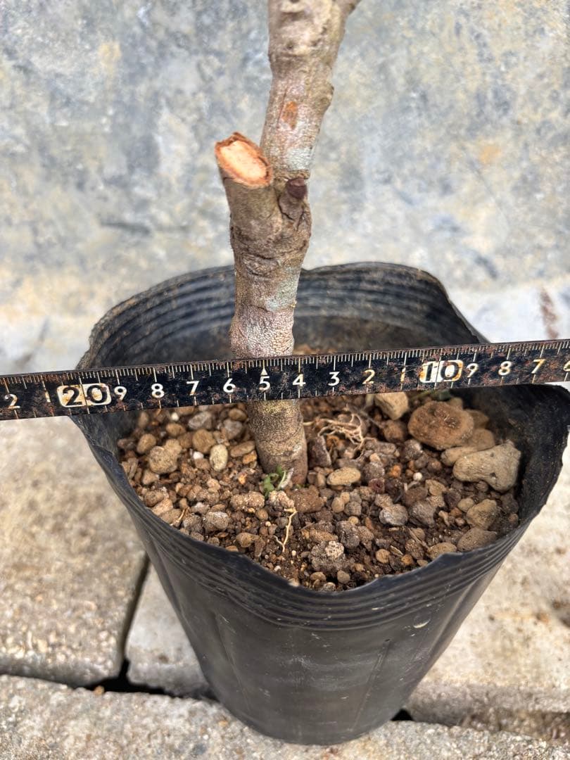 ライチ　玉荷包　取り木苗木　1株