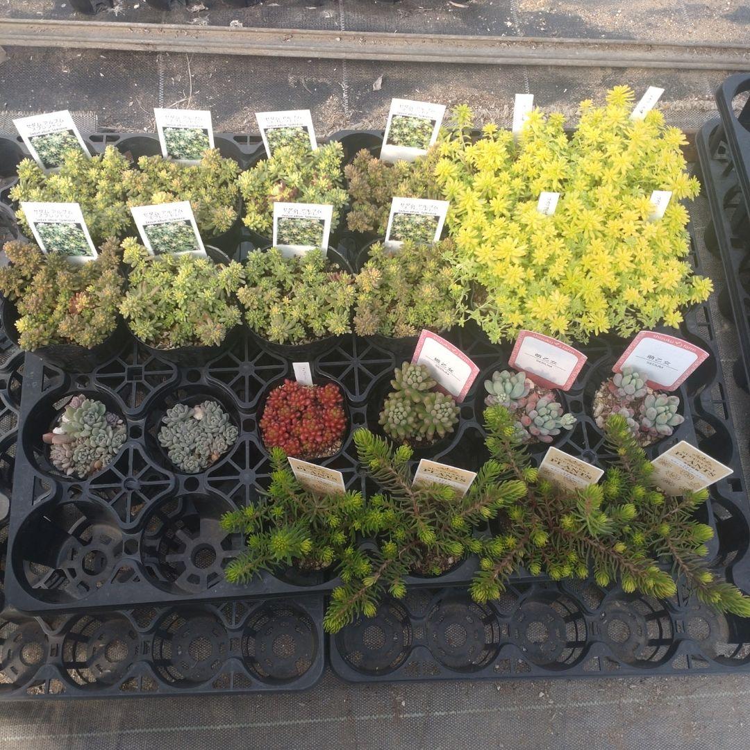 月曜発送 花さん専用