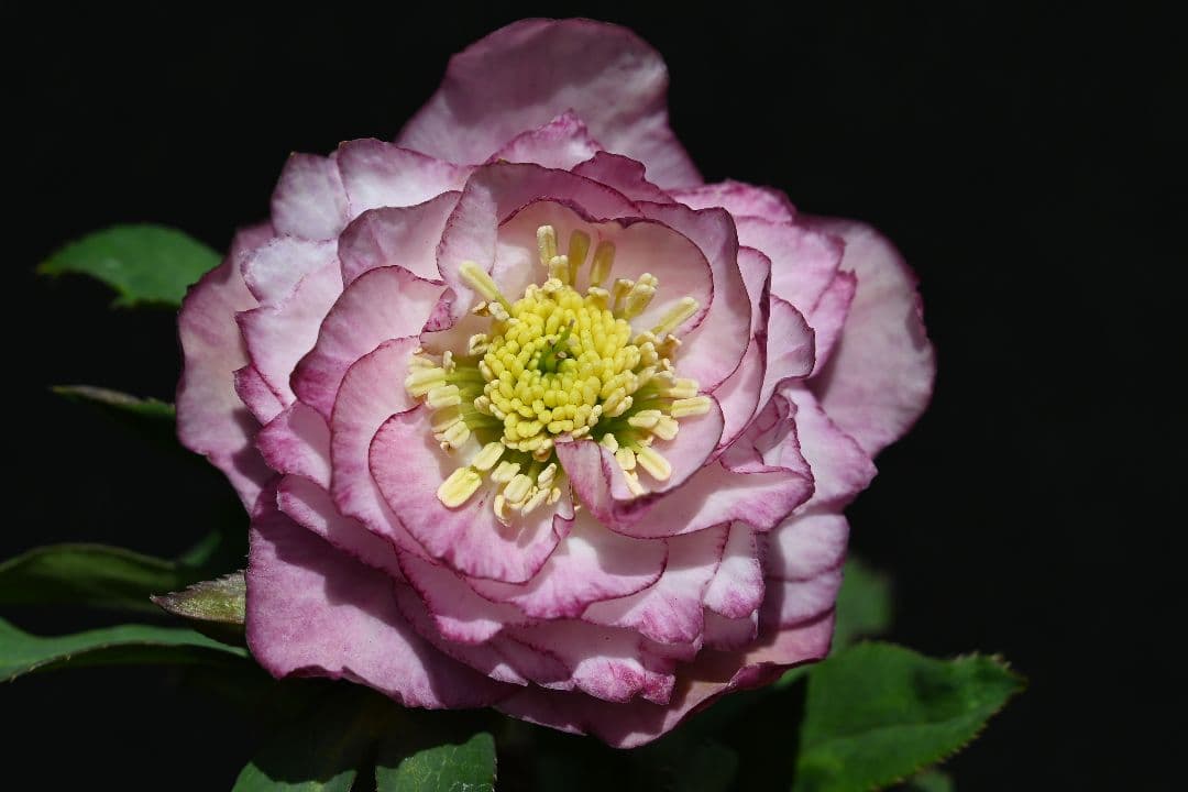 クリスマスローズ　希少！認定ピンクアフロディーテ　加藤農園