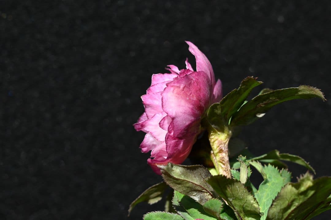 クリスマスローズ　希少！認定ピンクアフロディーテ　加藤農園