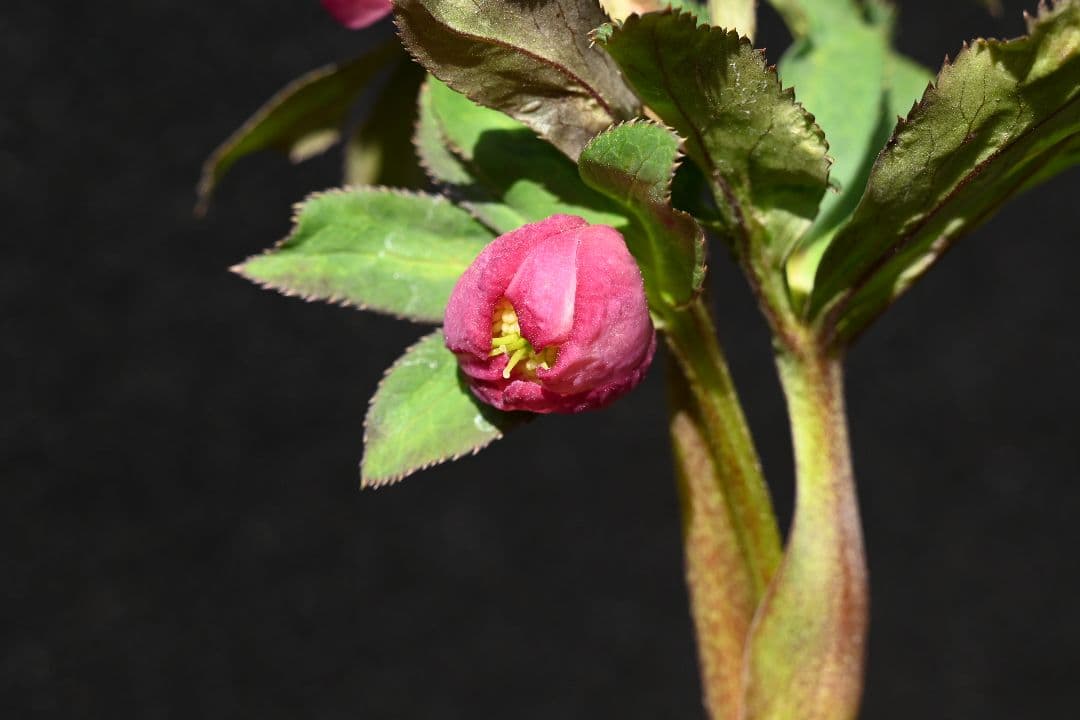 クリスマスローズ　希少！認定ピンクアフロディーテ　加藤農園