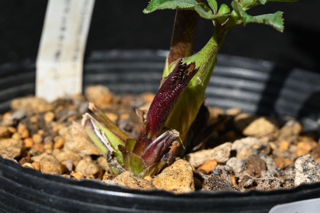 クリスマスローズ　希少！認定ピンクアフロディーテ　加藤農園