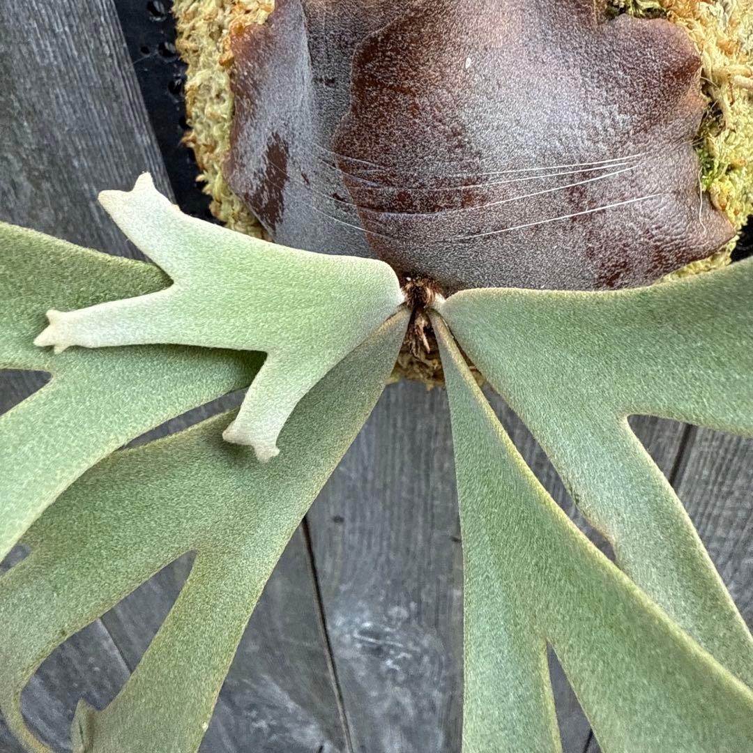 P. willinckii Jenny (pup) ビカクシダ