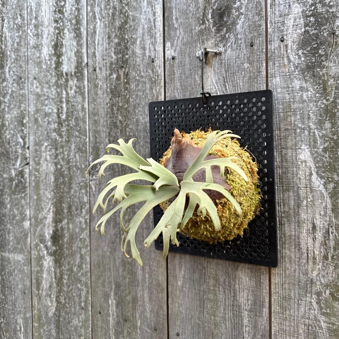 P. willinckii Jenny (pup) ビカクシダ