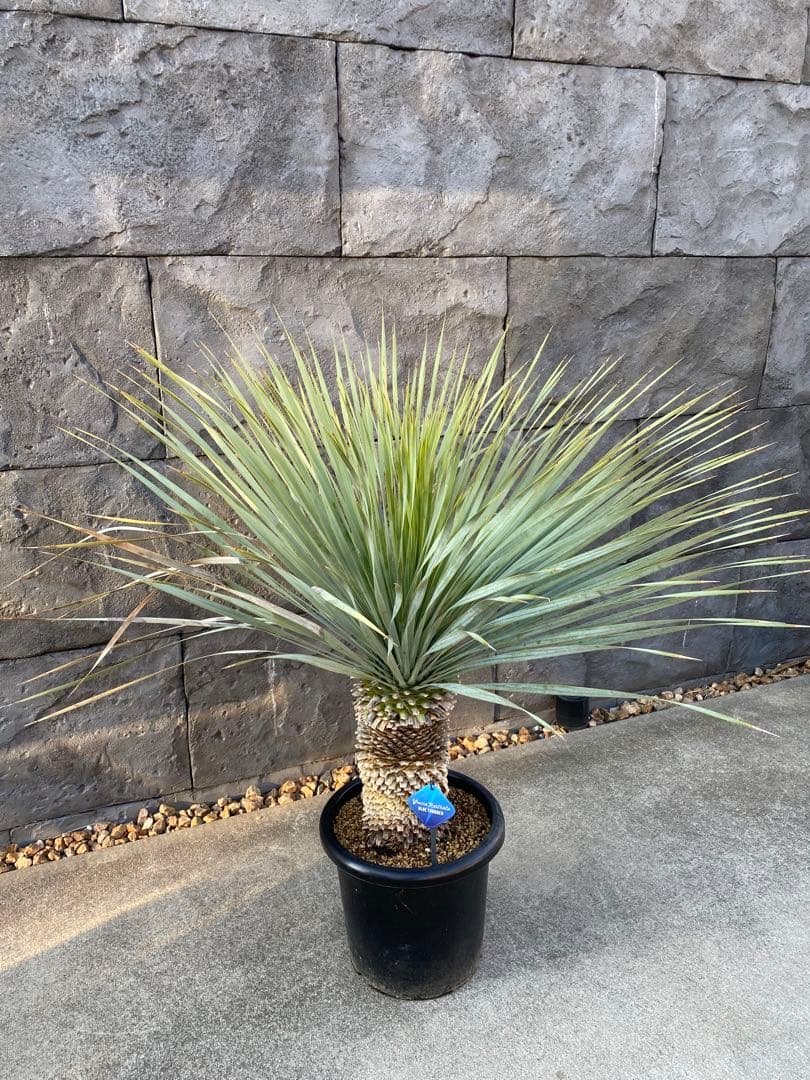 ユッカロストラータブルーサンダー