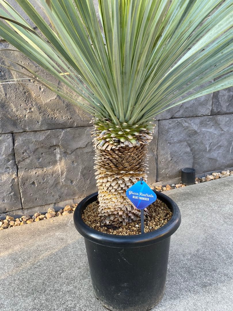 ユッカロストラータブルーサンダー