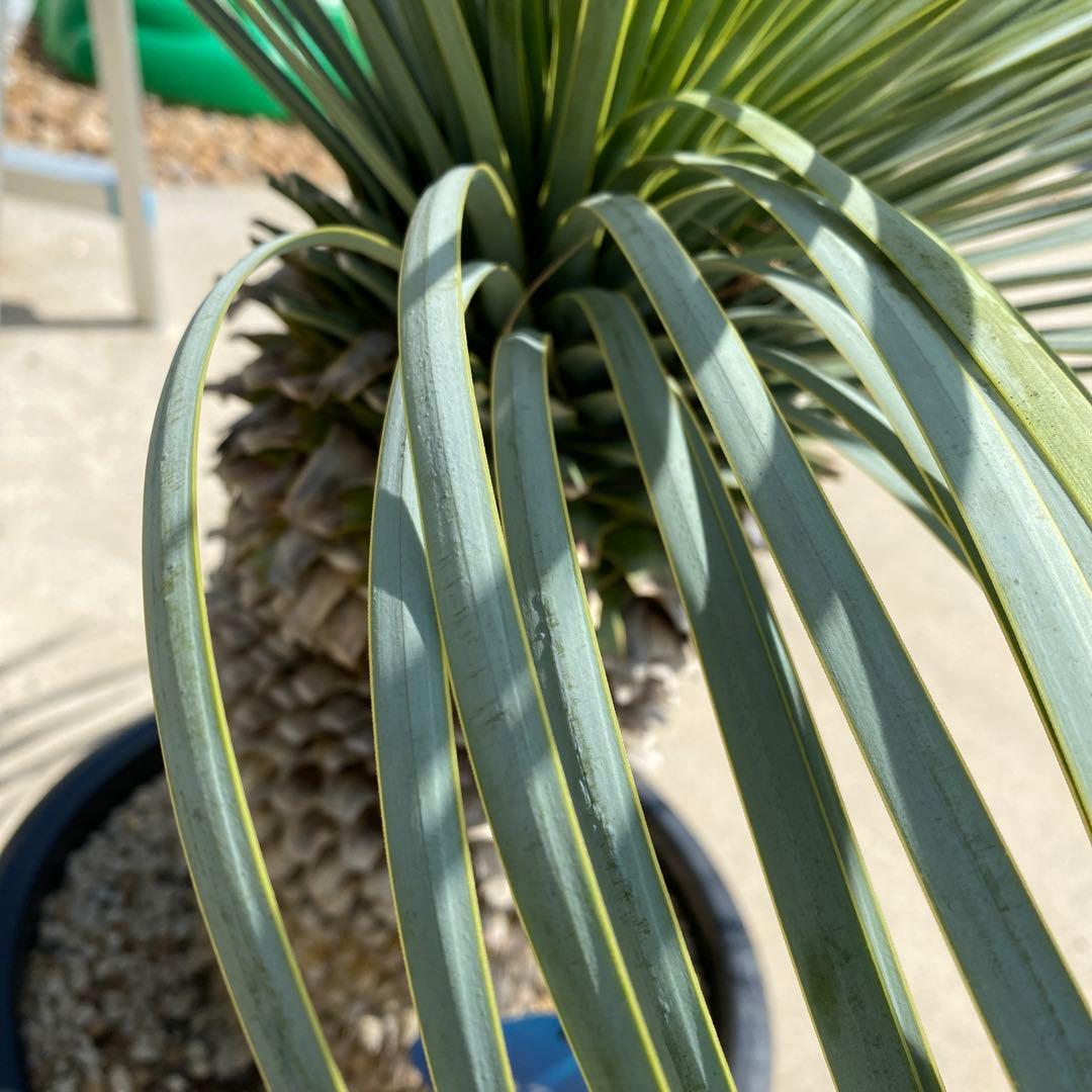 ユッカロストラータブルーサンダー