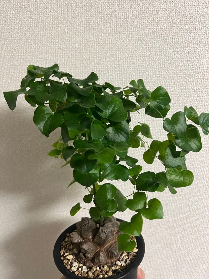 4号鉢　亀甲竜　良型美株