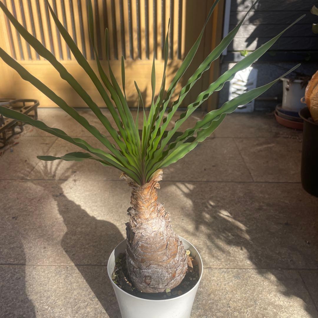 ブーファン ディスティチャ