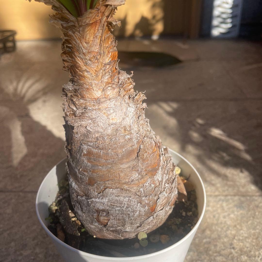 ブーファン ディスティチャ