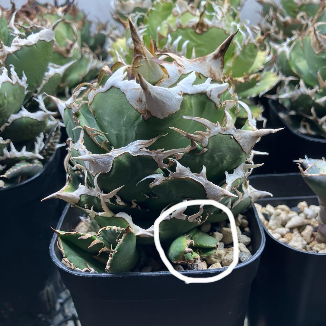 アガベ　COK 追星　子株