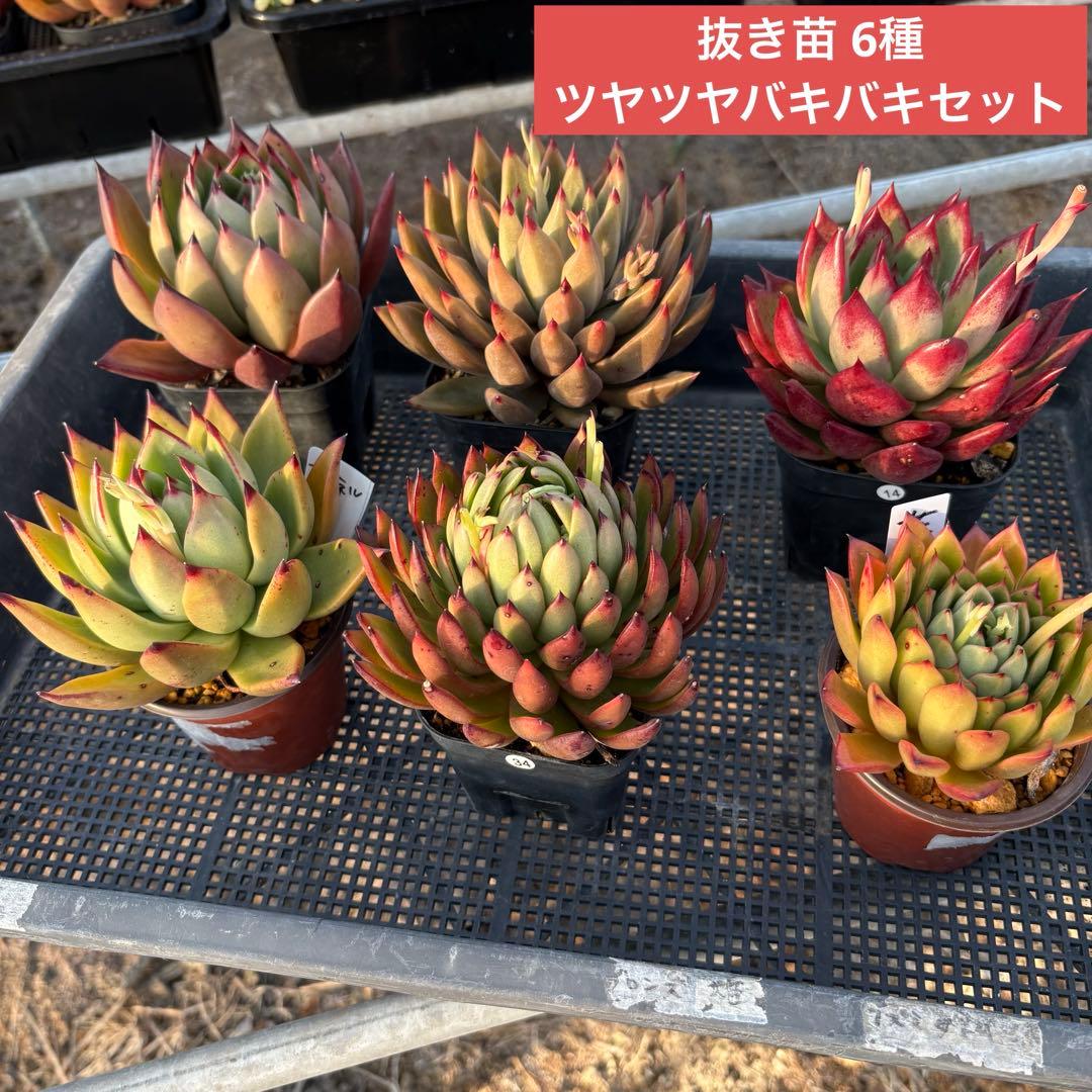 エケベリア 6種 ツヤツヤバキバキセット 抜き苗 多肉植物