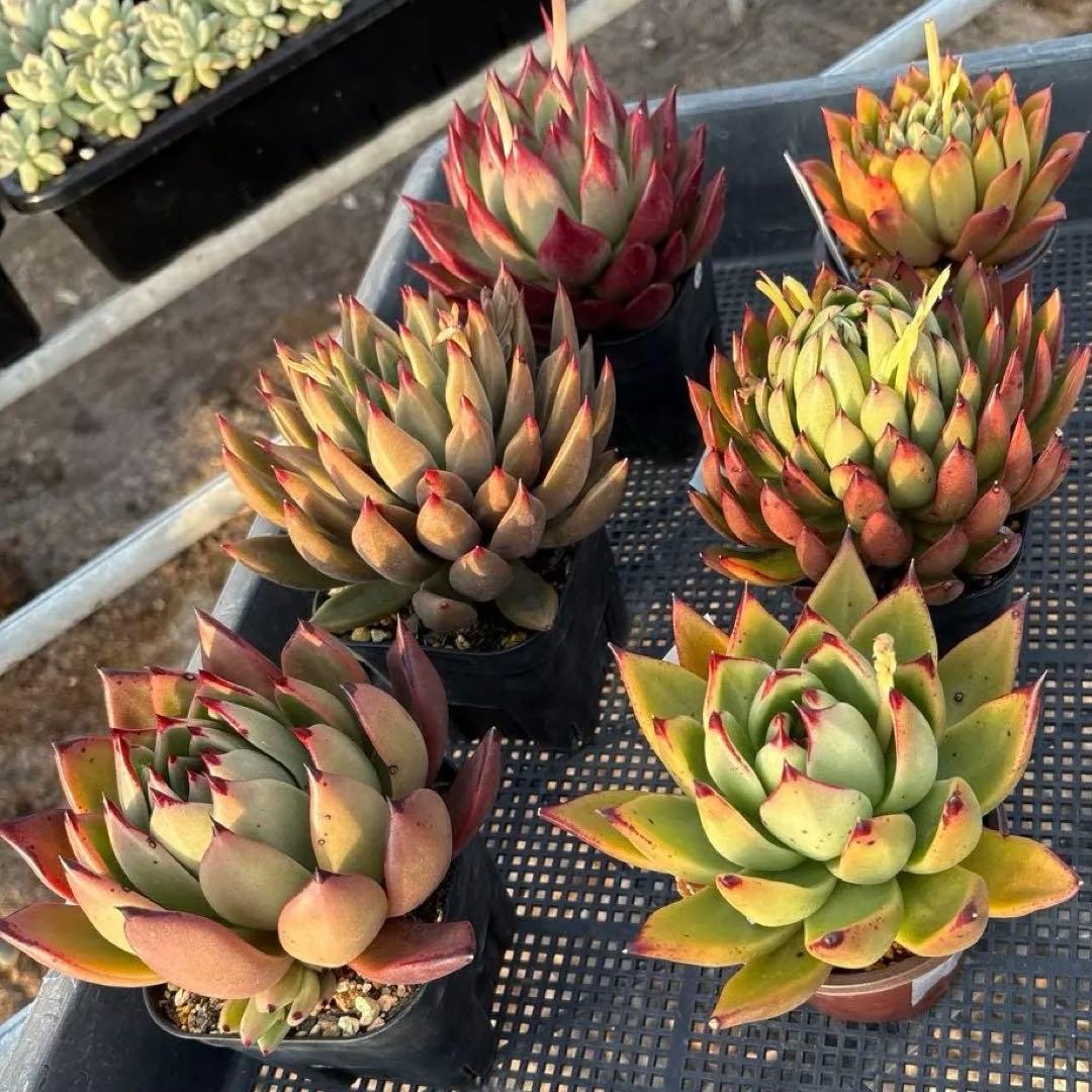 エケベリア 6種 ツヤツヤバキバキセット 抜き苗 多肉植物