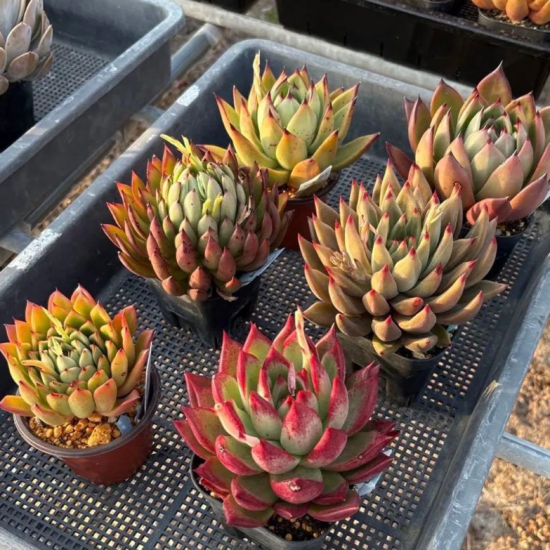 エケベリア 6種 ツヤツヤバキバキセット 抜き苗 多肉植物