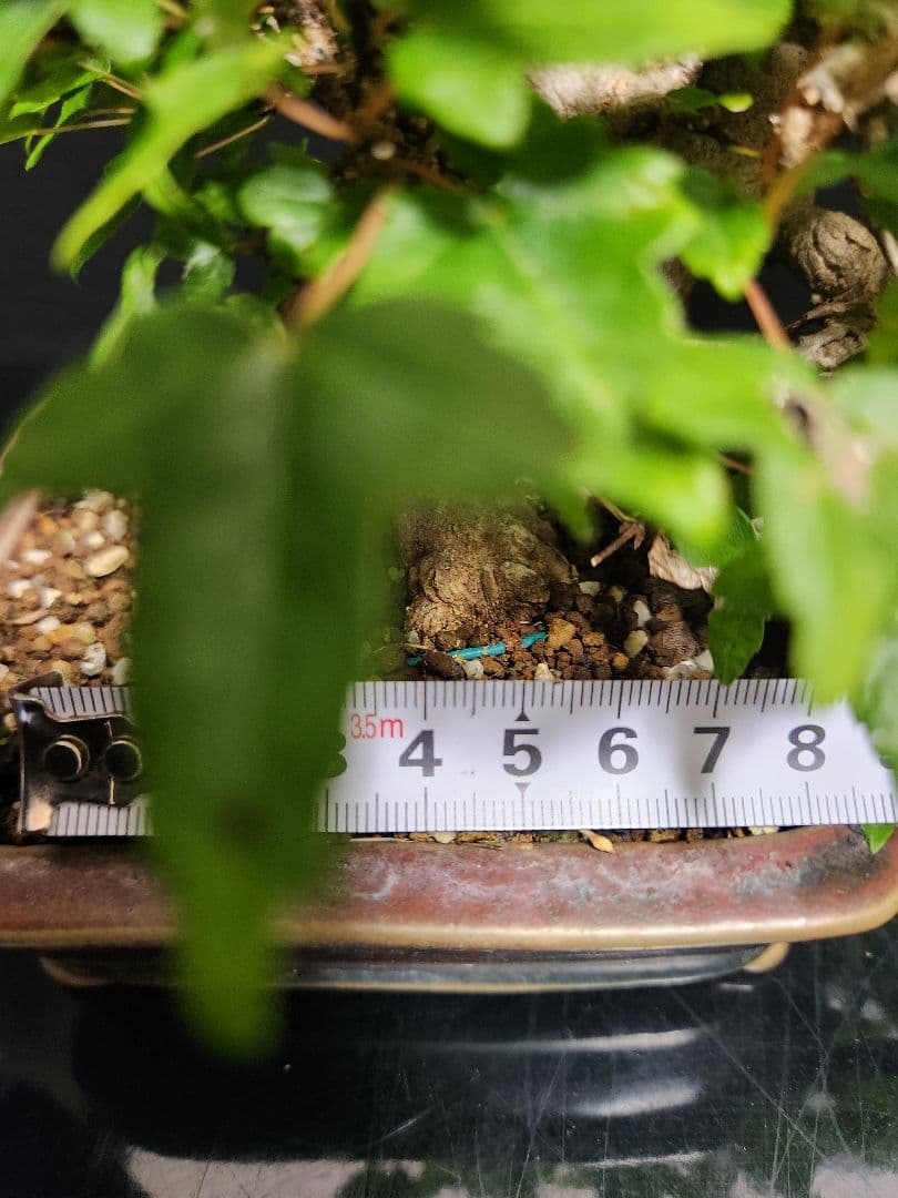 【写真追加】楓 かえで カエデ 楓盆栽 かえで盆栽 小品盆栽 紅葉