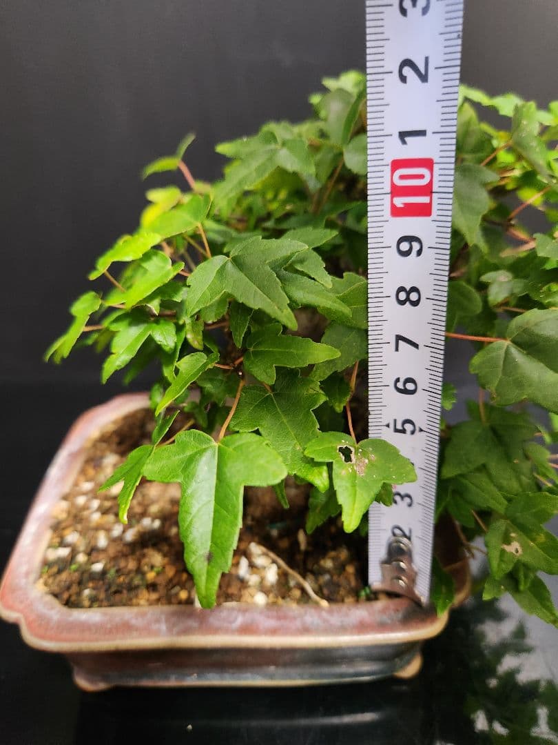 【写真追加】楓 かえで カエデ 楓盆栽 かえで盆栽 小品盆栽 紅葉