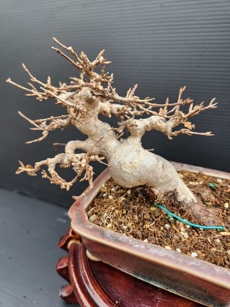 【写真追加】楓 かえで カエデ 楓盆栽 かえで盆栽 小品盆栽 紅葉