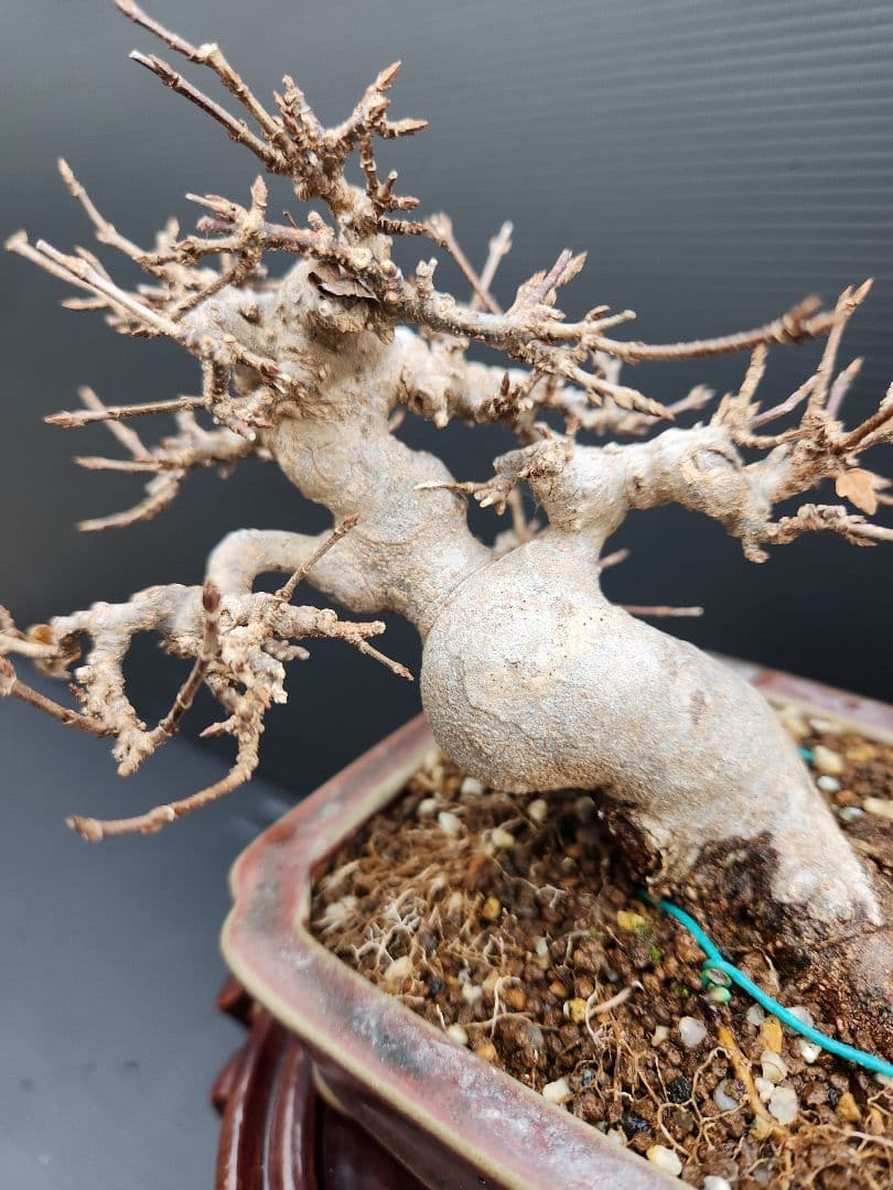 【写真追加】楓 かえで カエデ 楓盆栽 かえで盆栽 小品盆栽 紅葉