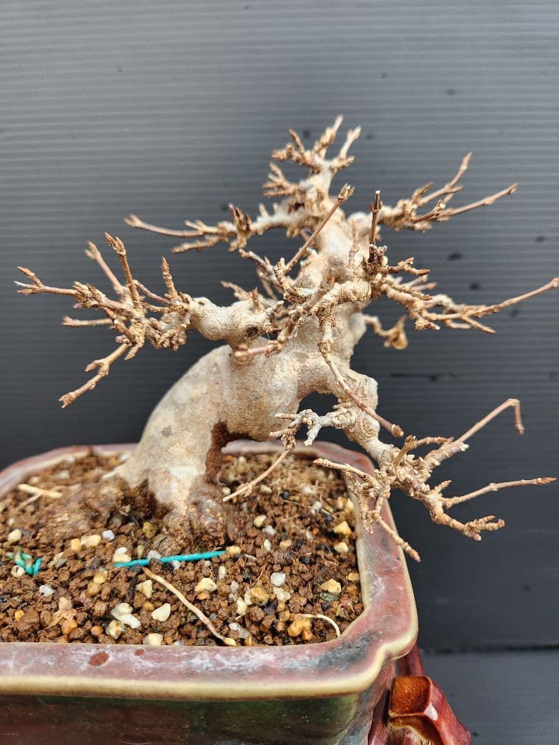 【写真追加】楓 かえで カエデ 楓盆栽 かえで盆栽 小品盆栽 紅葉