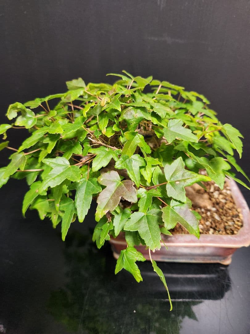 【写真追加】楓 かえで カエデ 楓盆栽 かえで盆栽 小品盆栽 紅葉