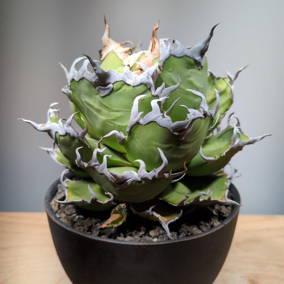 アガベ　シーザー　子株つき