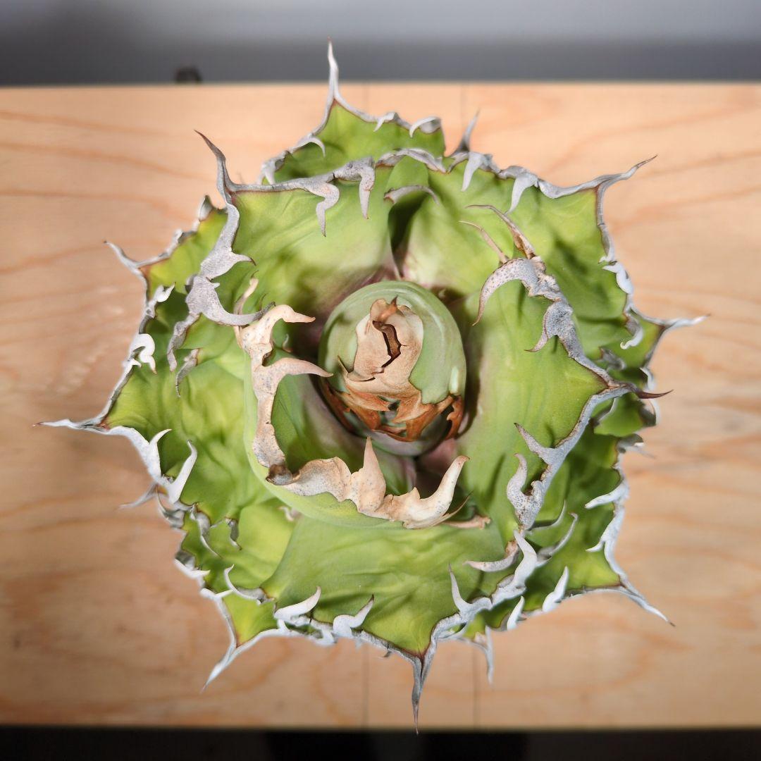 アガベ　シーザー　子株つき