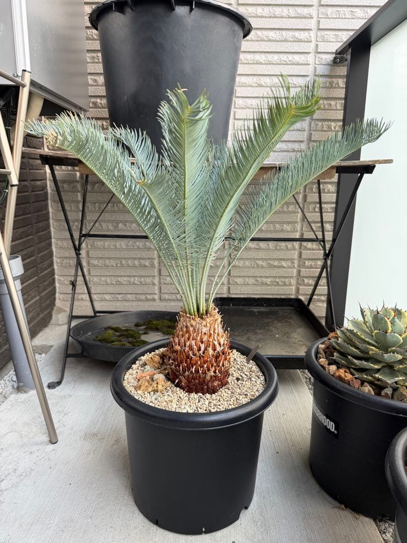 ［現地受け渡しのみ］大株サイカス カイルンシアナ