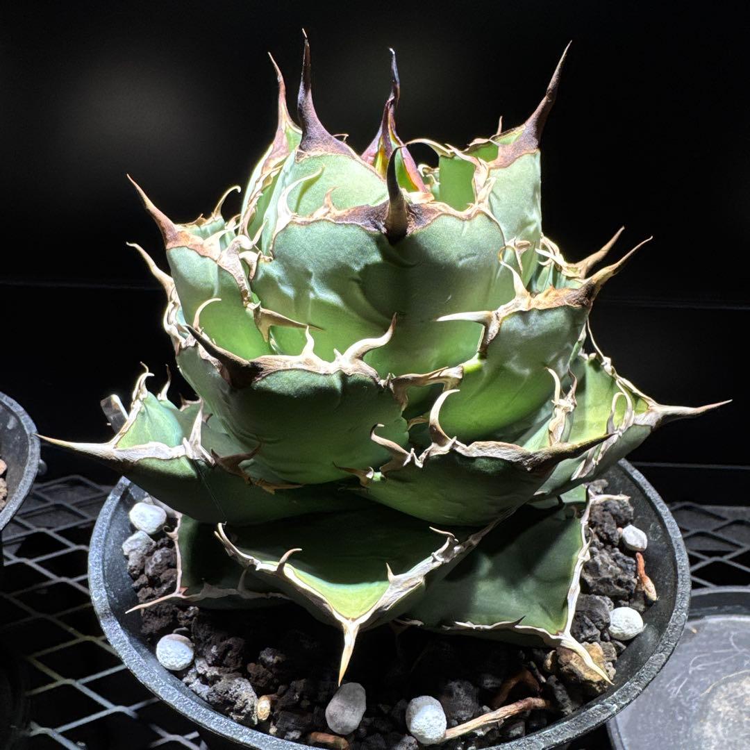 アガベ　チタノタ　ノーネーム　イラン株　大株　ローズ　レッドヴェノム　ノヴァ