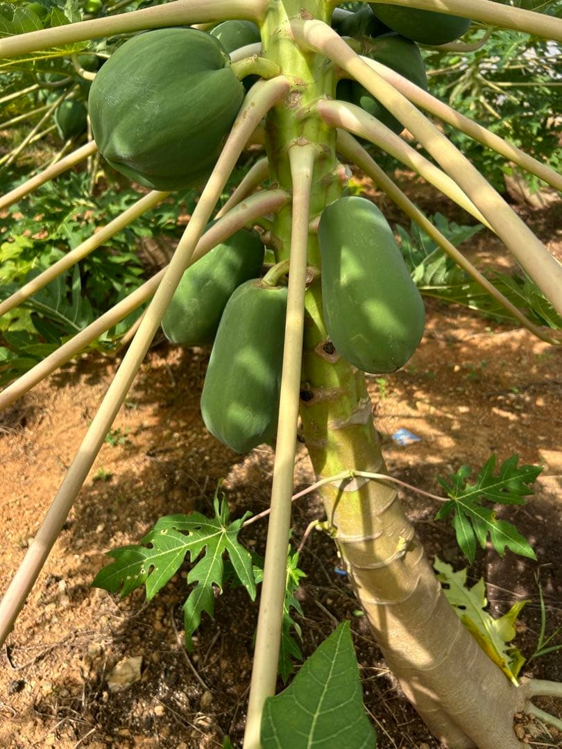 沖縄県産青パパイヤ23kg