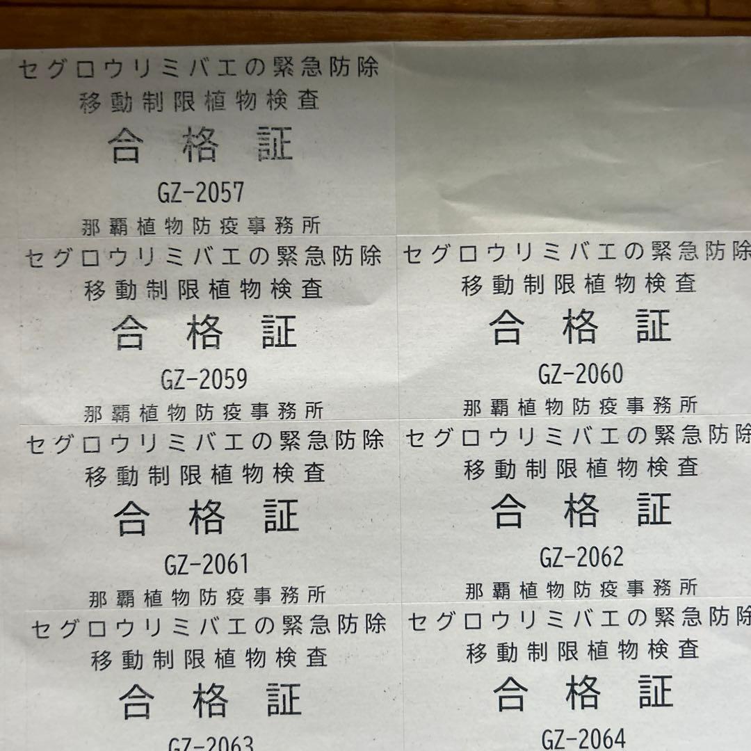 沖縄県産青パパイヤ23kg