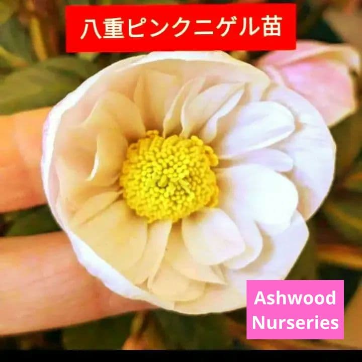 クリスマスローズ　dd　ピンク　ニゲル　アッシュードセルフ実生２年３号ポット　苗