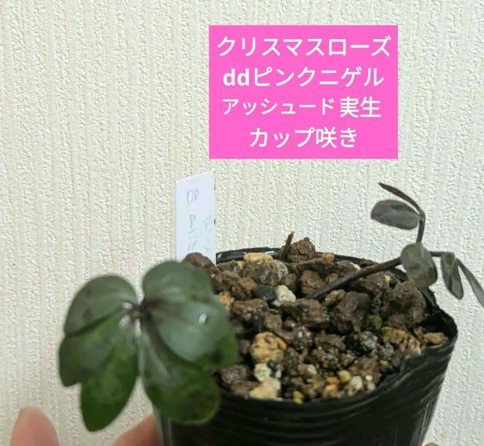 クリスマスローズ　dd　ピンク　ニゲル　アッシュードセルフ実生２年３号ポット　苗