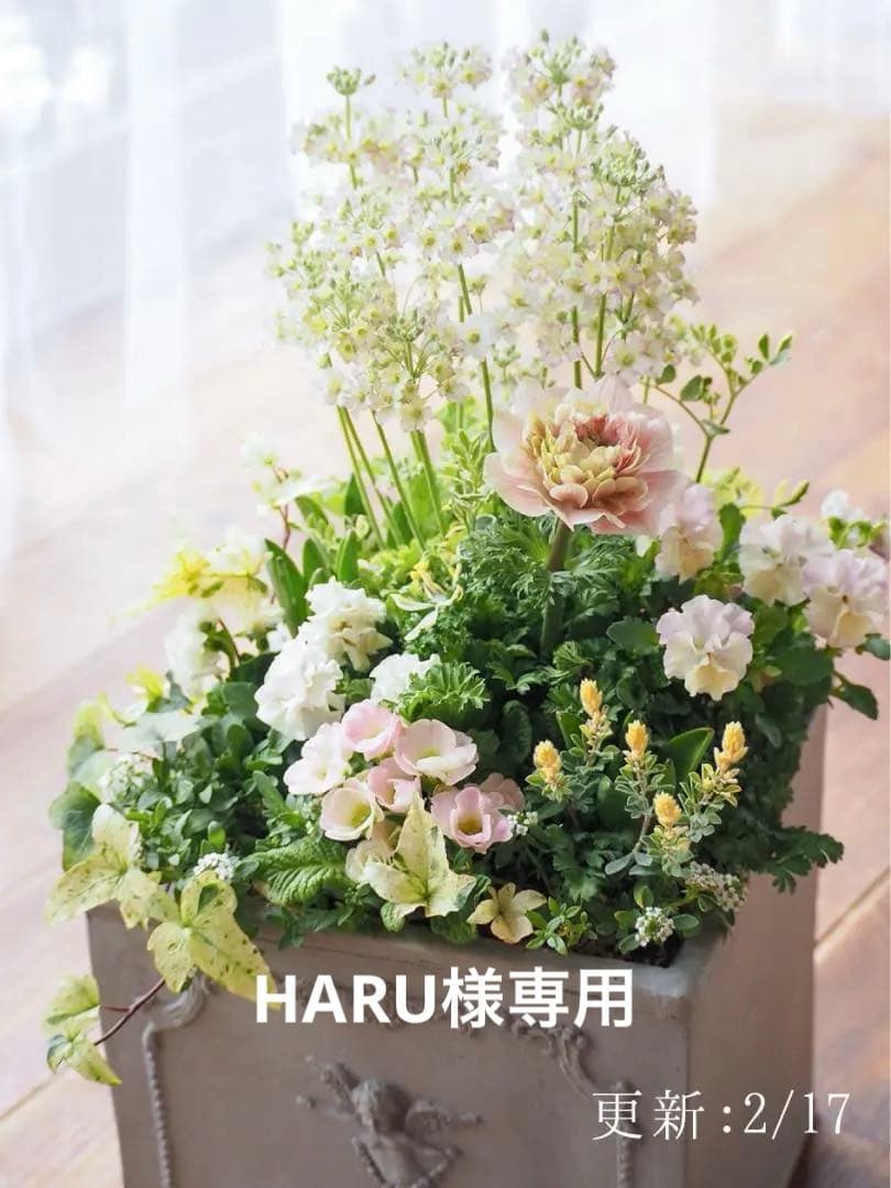 ヒヤシンス咲く天使のお庭