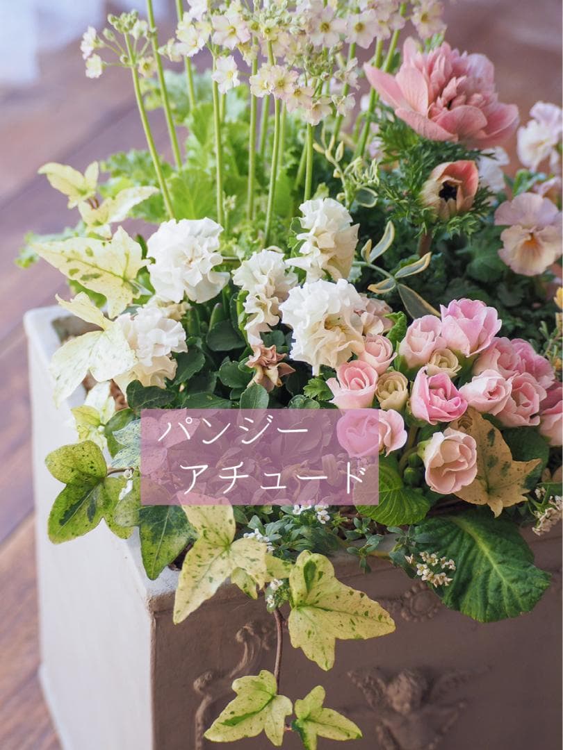 ヒヤシンス咲く天使のお庭