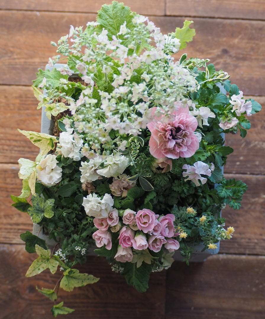 ヒヤシンス咲く天使のお庭