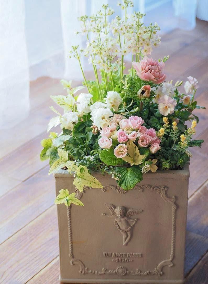 ヒヤシンス咲く天使のお庭