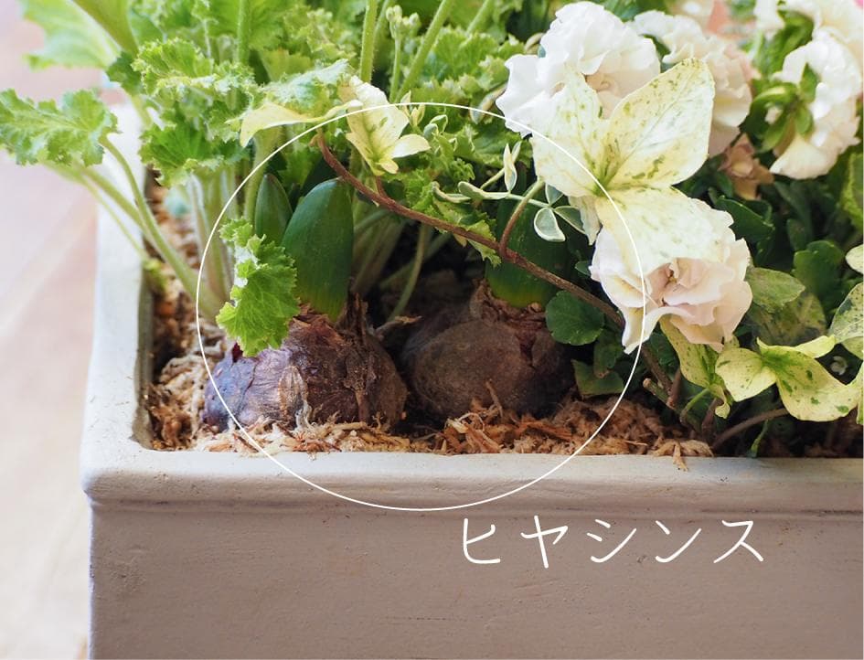 ヒヤシンス咲く天使のお庭