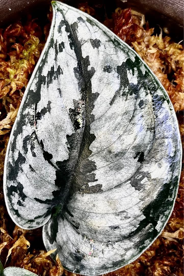 【大株】 Scindapsus silver llic ★スキンダプサス