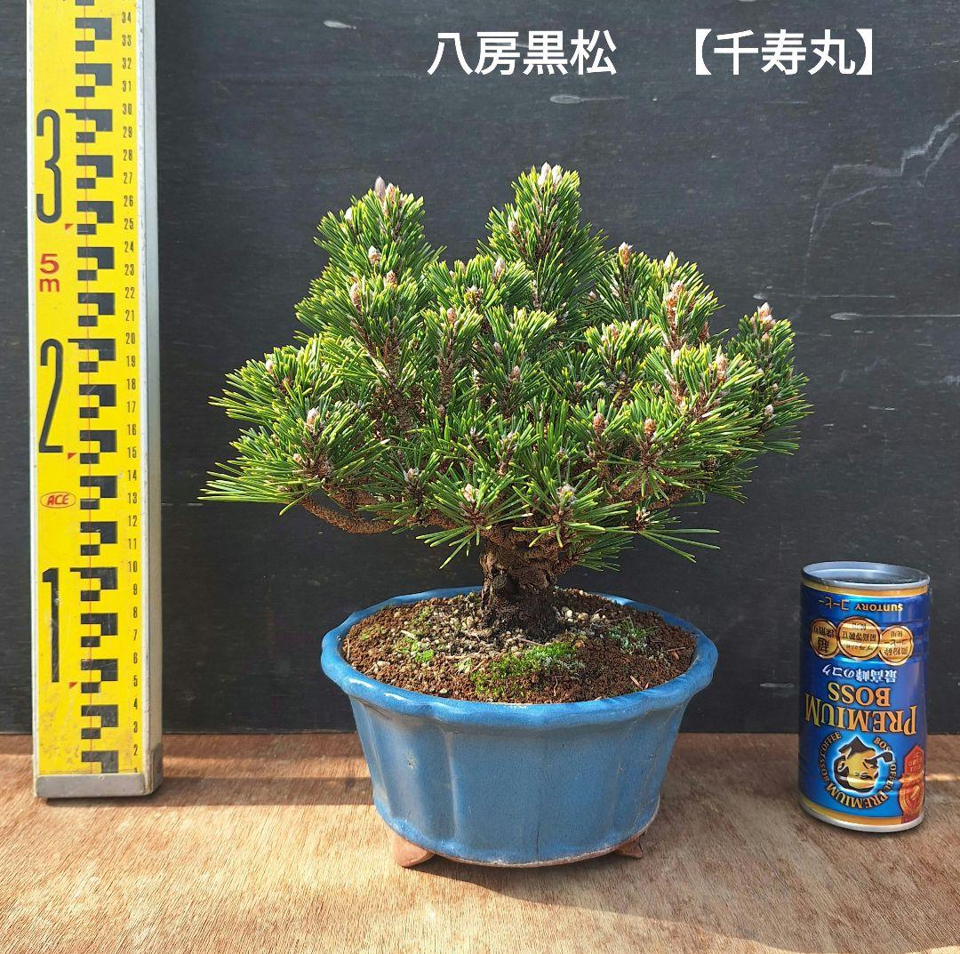 八房黒松【千寿丸】盆栽